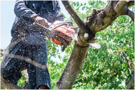 tree services Galesville